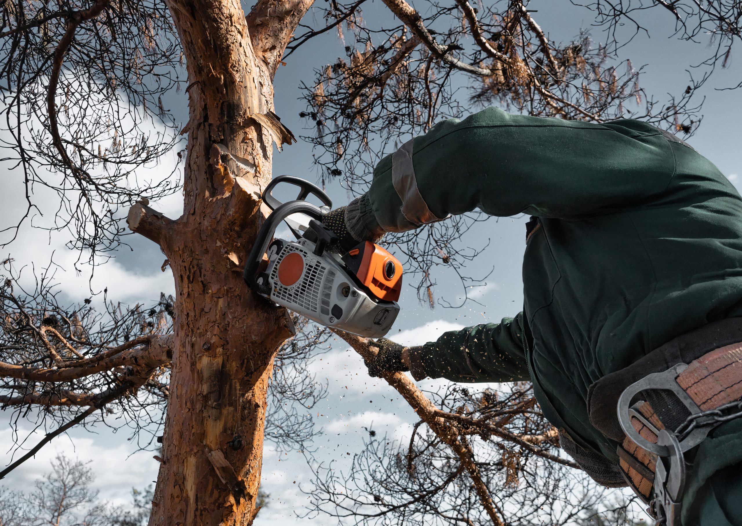 tree removal in Huntington NY