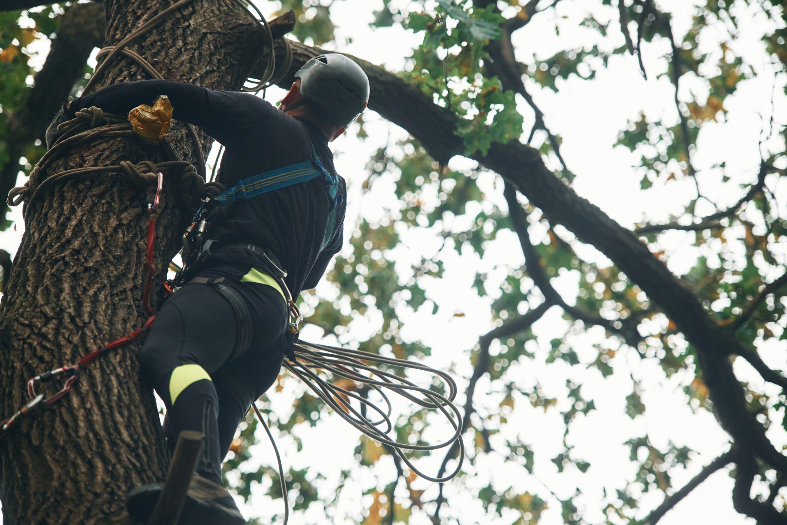 
Tree Cabling & Bracing in Huntington, NY
