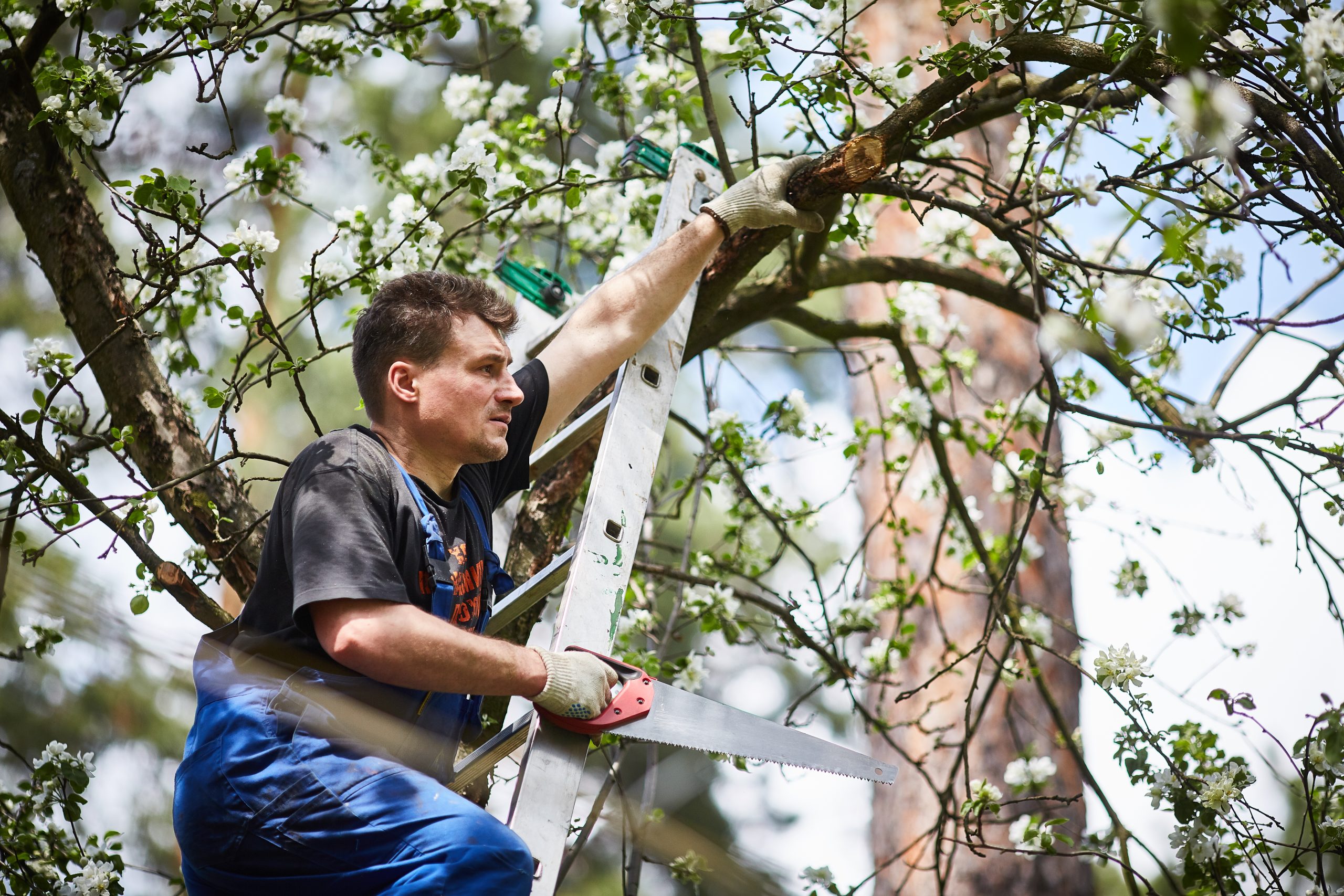 Tree Pruning & Trimming in Huntington NY